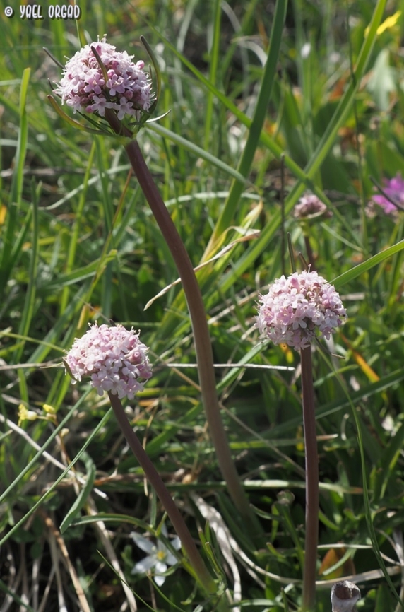 Valeriana tuberosa  Geotagged,Italy,Spring,Tuberous Valerian,Valeriana tuberosa