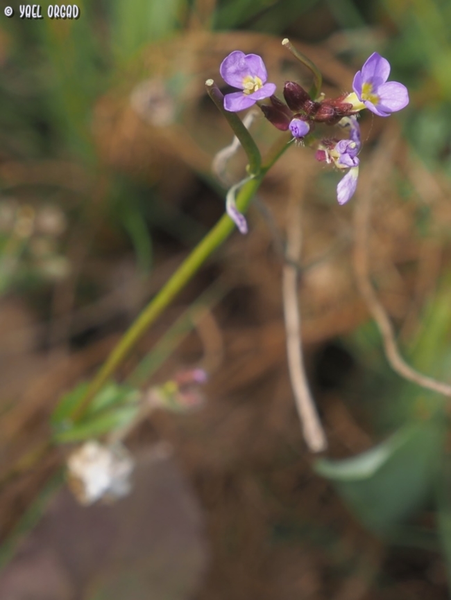 Arabis verna  Arabis verna,Geotagged,Italy,Spring