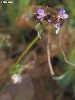 Arabis verna  Arabis verna,Geotagged,Italy,Spring