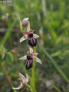 Ophrys sphegodes ssp. sipontensis  Geotagged,Italy,Ophrys sphegodes,Ophrys_sphegodes,Spring