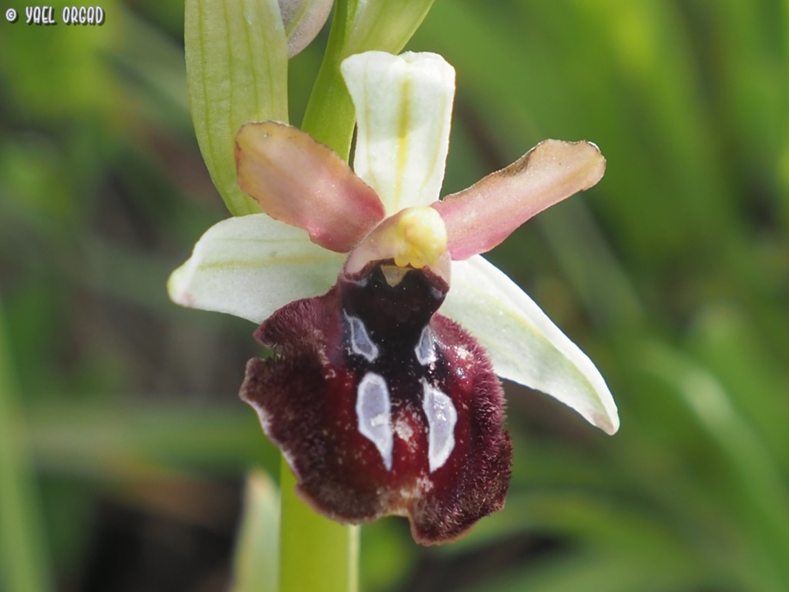 Ophrys sphegodes ssp. sipontensis  Geotagged,Italy,Ophrys sphegodes,Spring
