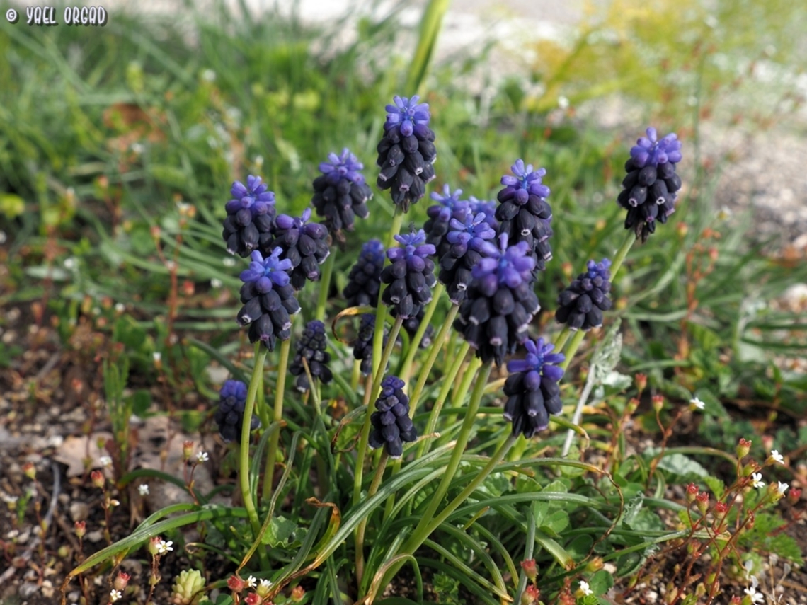 Muscari neglectum  Geotagged,Italy,Muscari neglectum,Spring,Starch grape hyacinth