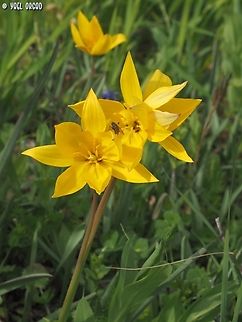 Tulipa sylvestris  Geotagged,Italy,Spring,Tulipa sylvestris,Wild Tulip