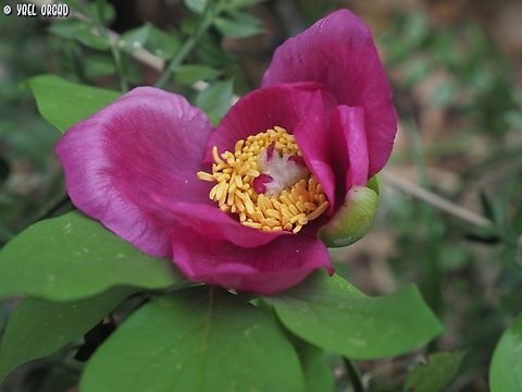 Paeonia mascula  Geotagged,Italy,Paeonia mascula,Spring,Wild Peony