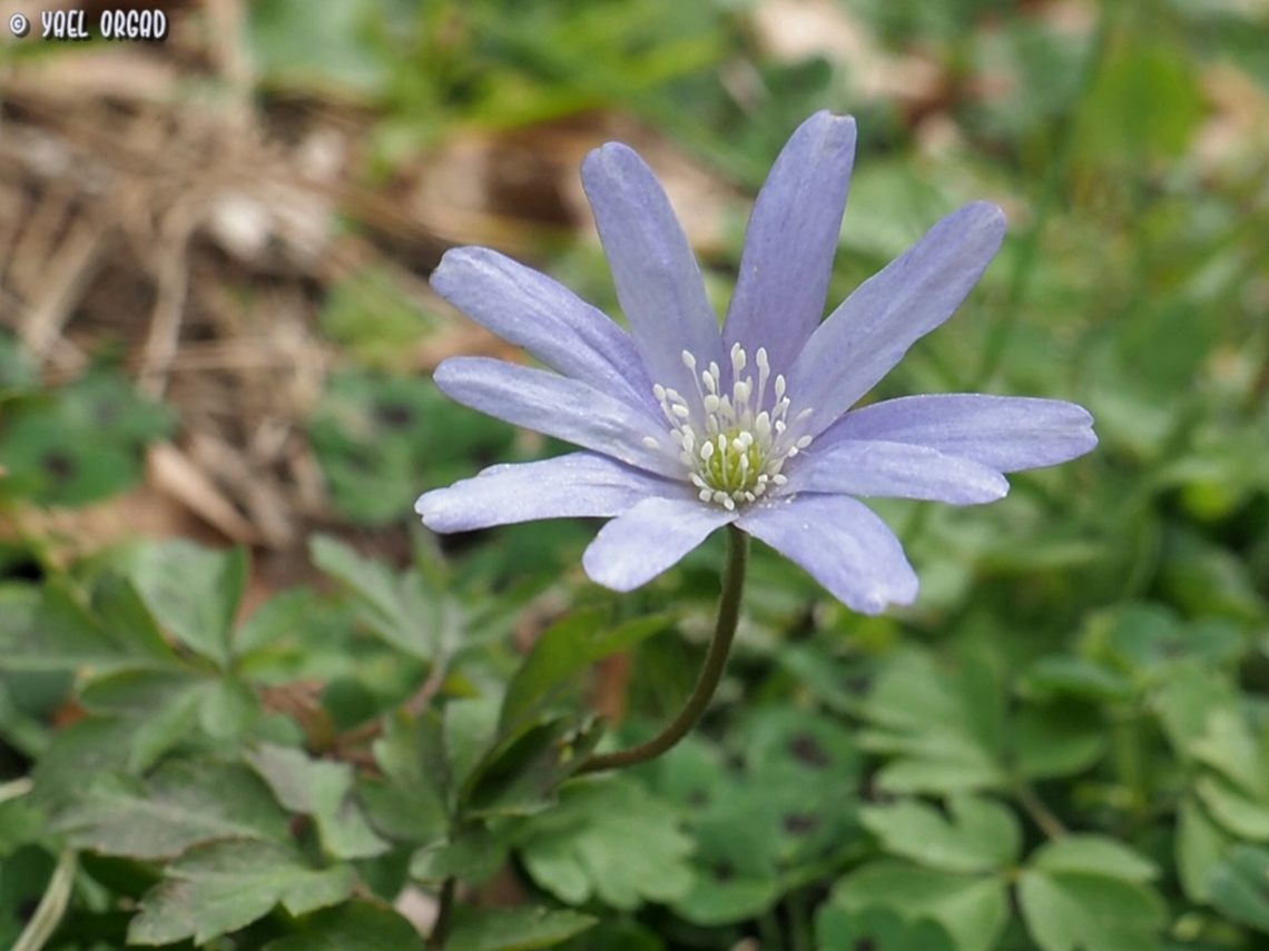 Anemonoides apennina  Anemonoides apennina,Blue Anemone,Geotagged,Italy,Spring