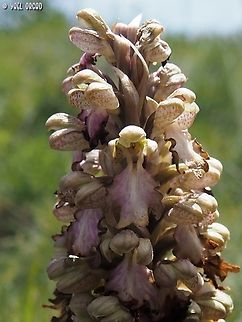 Himantoglossum robertianum  Geotagged,Himantoglossum robertianum,Italy,Robert's Orchid,Spring