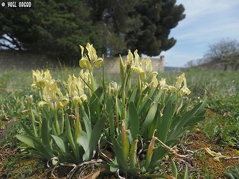 Iris pseudopumila  Geotagged,Iris pseudopumila,Italy,Southern Dwarf-Iris,Spring