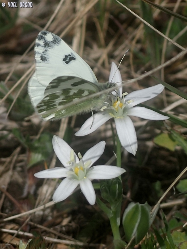 Pontia edusa on Ornithogallum  Eastern Bath white,Geotagged,Italy,Pontia edusa,Spring