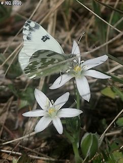 Pontia edusa on Ornithogallum  Eastern Bath white,Geotagged,Italy,Pontia edusa,Spring