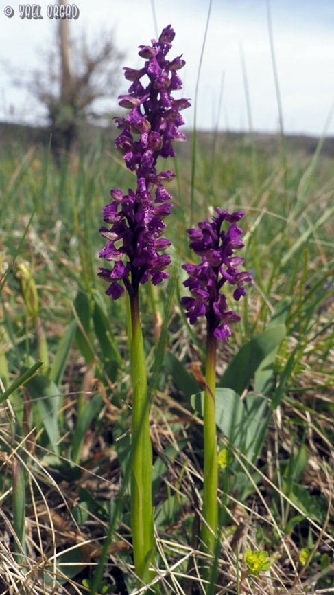 Anacamptis morio  Anacamptis morio,Geotagged,Green-winged Orchid,Italy,Spring