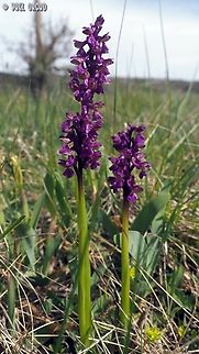 Anacamptis morio  Anacamptis morio,Geotagged,Green-winged Orchid,Italy,Spring
