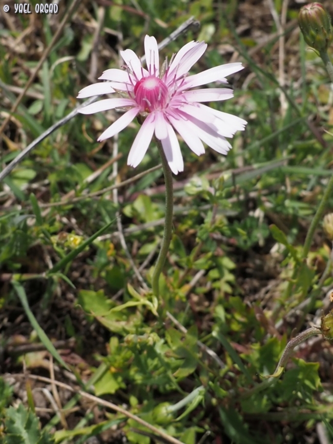 Crepis rubra  Crepis rubra,Geotagged,Italy,Pink Hawk's-Beard,Spring