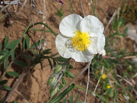 Helianthemum apenninum  Geotagged,Helianthemum apenninum,Italy,Spring,White Rock-Rose