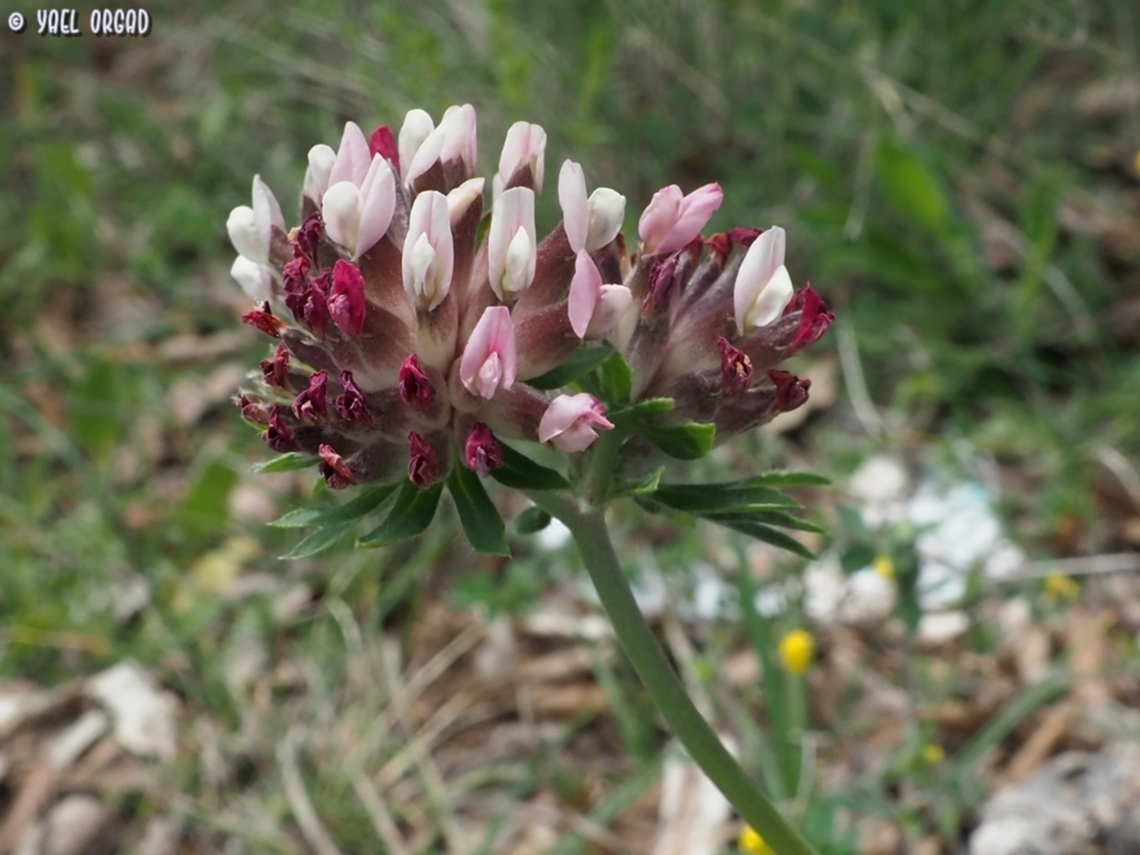 Anthyllis vulneraria ssp. rubriflora  Anthyllis vulneraria,Common Kidneyvetch,Geotagged,Italy,Spring