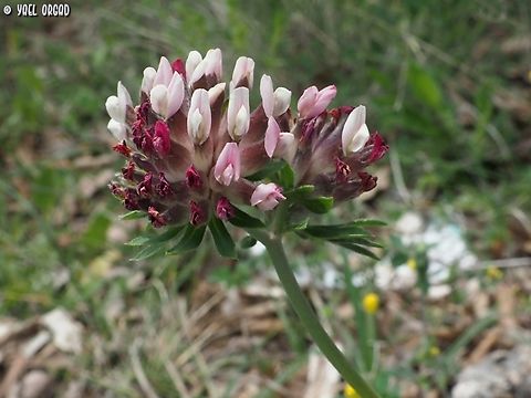 Anthyllis vulneraria ssp. rubriflora  Anthyllis vulneraria,Common Kidneyvetch,Geotagged,Italy,Spring