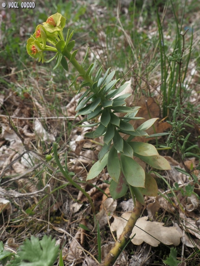 Euphorbia myrsinites  Euphorbia myrsinites,Geotagged,Italy,Myrtle spurge,Spring