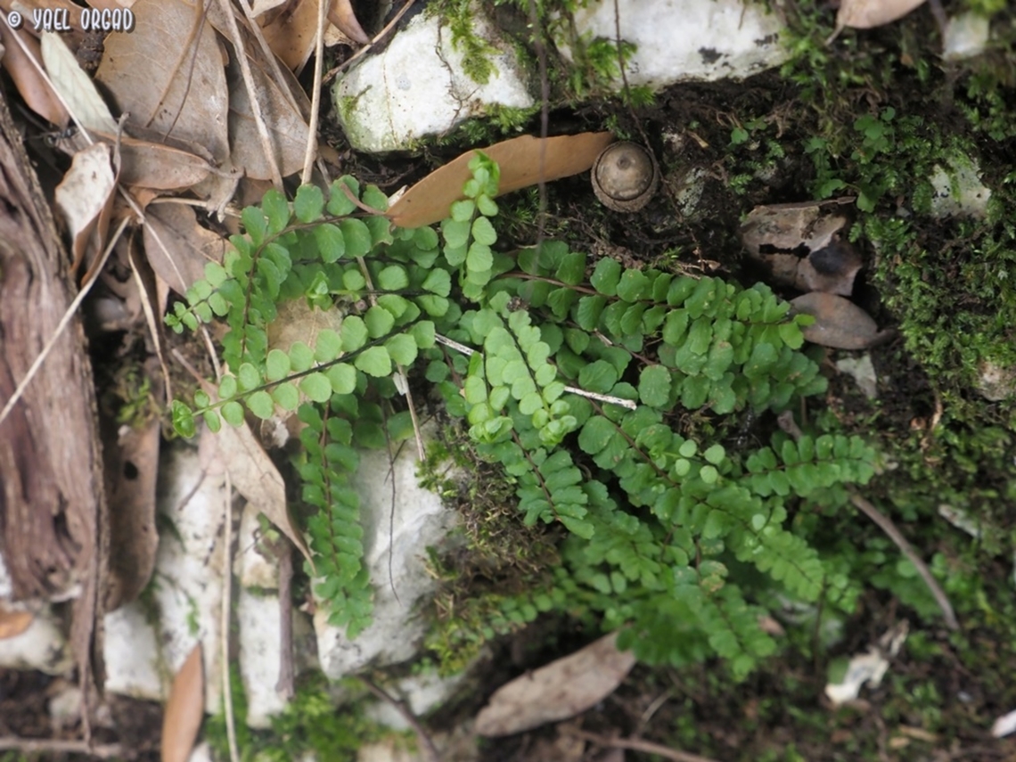 Asplenium trichomanes  Asplenium trichomanes,Geotagged,Italy,Maidenhair spleenwort,Spring