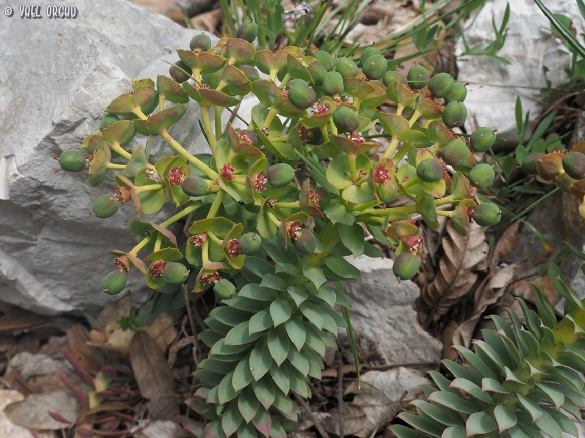 Euphorbia myrsinites  Euphorbia myrsinites,Geotagged,Italy,Myrtle spurge,Spring