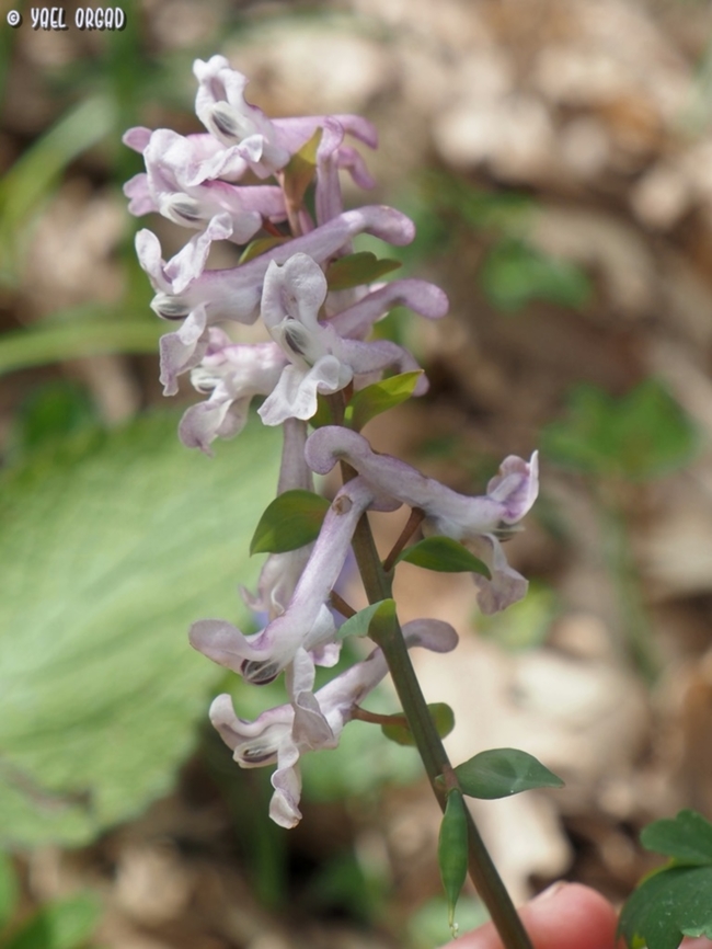 Corydalis cava  Corydalis cava,Geotagged,Hollow root,Italy,Spring