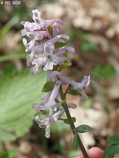 Corydalis cava  Corydalis cava,Geotagged,Hollow root,Italy,Spring