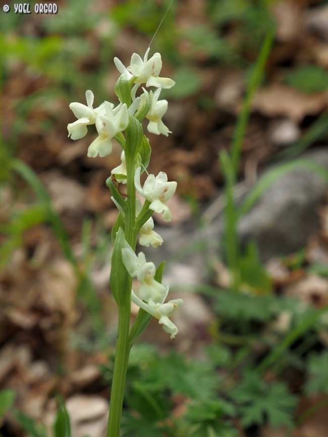 Dactylorhiza romana  Dactylorhiza romana,Geotagged,Italy,Roman Dactylorhiza,Spring