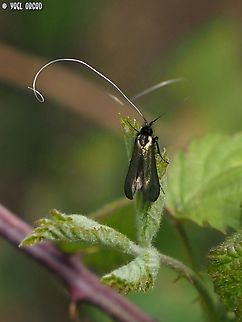 Adela reaumurella  Adela reaumurella,Geotagged,Green Longhorn Moth,Italy,Spring