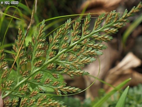 Asplenium onopteris The sporangium on the under-side of the leaves Asplenium onopteris,Geotagged,Irish spleenwort,Italy,Spring