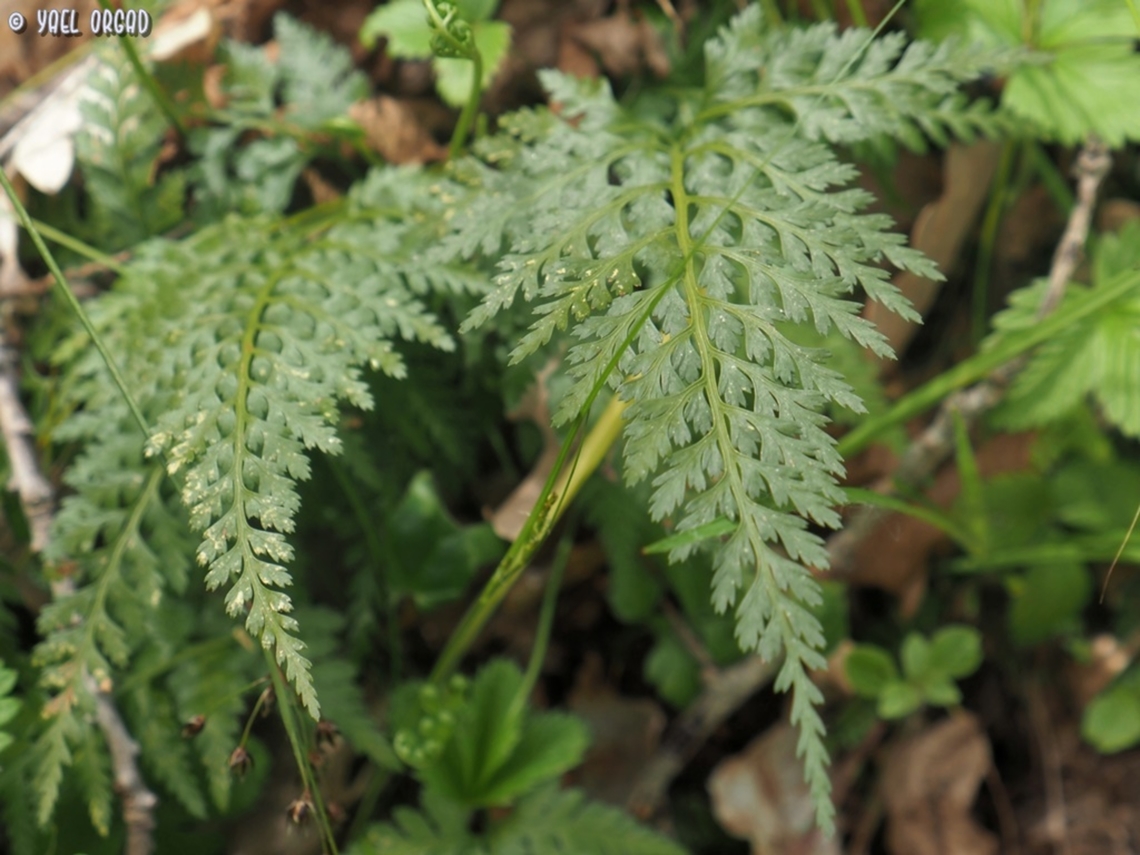Asplenium onopteris  Asplenium onopteris,Geotagged,Irish spleenwort,Italy,Spring