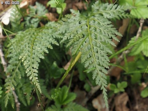 Asplenium onopteris  Asplenium onopteris,Geotagged,Irish spleenwort,Italy,Spring
