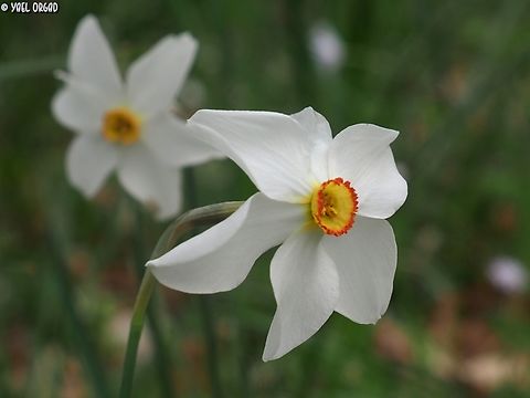 Narcissus poeticus  Geotagged,Italy,Narcissus poe,Narcissus poeticus,Spring