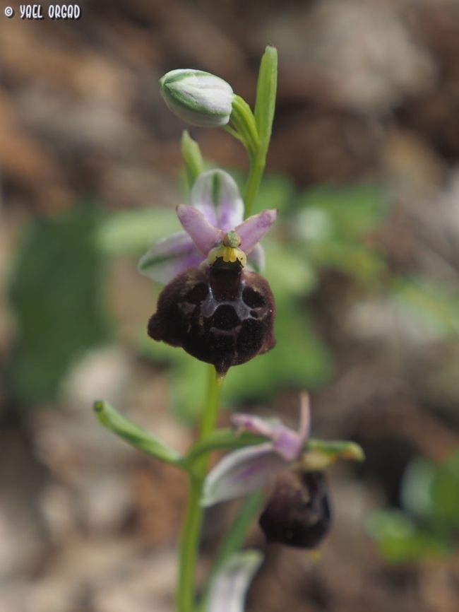 Ophrys argolica ssp. biscutella  Geotagged,Italy,Ophrys argolica,Spring