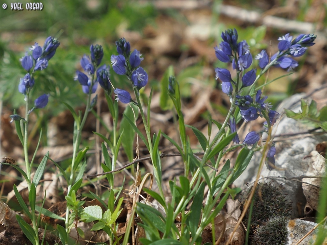 Polygala nicaeensis  Geotagged,Italy,Polygala nicaeensis,Spring