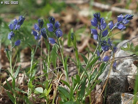 Polygala nicaeensis  Geotagged,Italy,Polygala nicaeensis,Spring