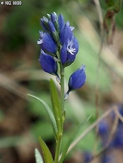 Polygala nicaeensis  Geotagged,Italy,Polygala nicaeensis,Spring