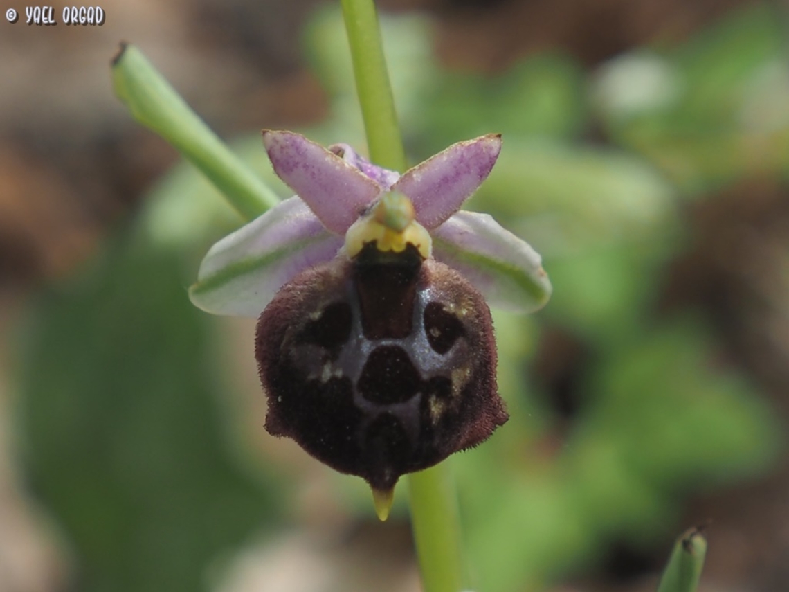 Ophrys argolica ssp. biscutella  Geotagged,Italy,Ophrys argolica,Spring