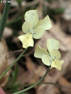 Viola merxmuelleri  Geotagged,Italy,Spring,Viola merxmuelleri