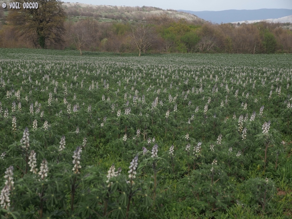 Lupinus albus agricultural crops in Gargano  Geotagged,Italy,Lupinus albus,Spring