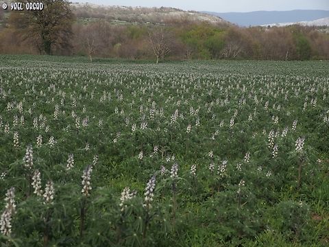 Lupinus albus agricultural crops in Gargano  Geotagged,Italy,Lupinus albus,Spring
