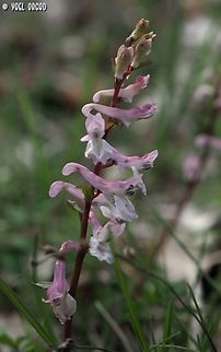 Corydalis cava  Corydalis cava,Geotagged,Hollow root,Italy,Spring