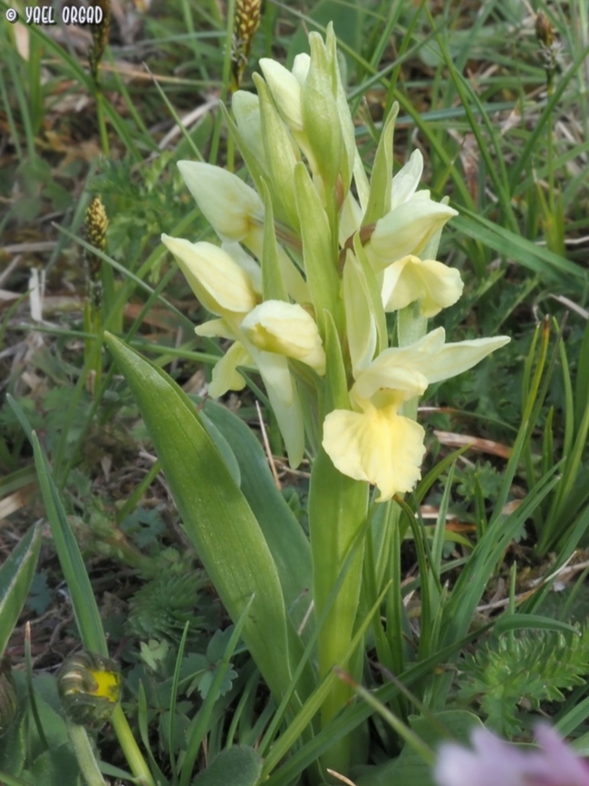 Dactylorhiza sambucina  Dactylorhiza sambucina,Elder-flowered Orchid,Geotagged,Italy,Spring
