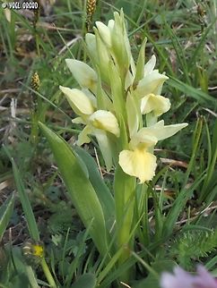 Dactylorhiza sambucina  Dactylorhiza sambucina,Elder-flowered Orchid,Geotagged,Italy,Spring