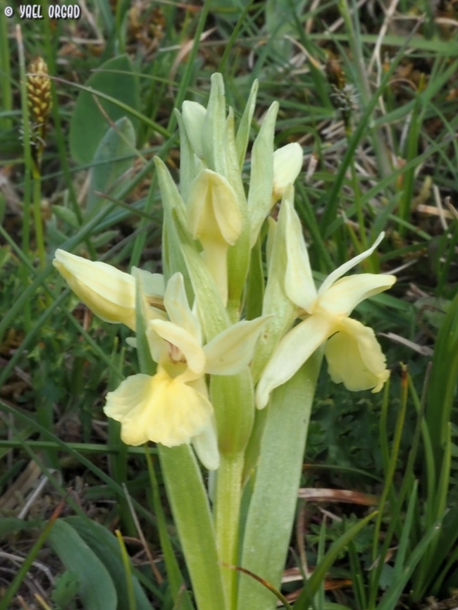 Dactylorhiza sambucina  Dactylorhiza sambucina,Elder-flowered Orchid,Geotagged,Italy,Spring