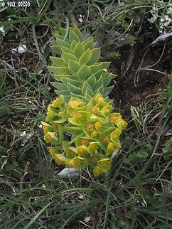 Euphorbia myrsinites another common name is "the Donkey tail" Euphorbia myrsinites,Geotagged,Italy,Myrtle spurge,Spring