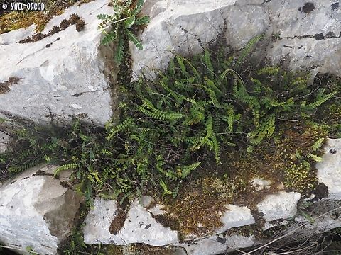Asplenium trichomanes  Asplenium trichomanes,Geotagged,Italy,Maidenhair spleenwort,Spring