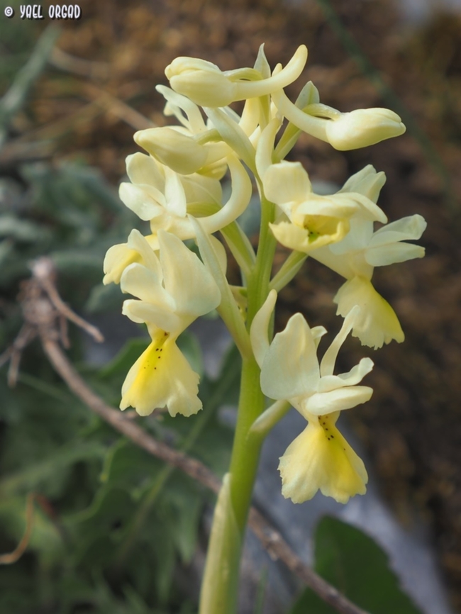 Orchis pauciflora  Geotagged,Italy,Orchis pauciflora,Sparse-flowered Orchid,Spring