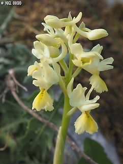Orchis pauciflora  Geotagged,Italy,Orchis pauciflora,Sparse-flowered Orchid,Spring