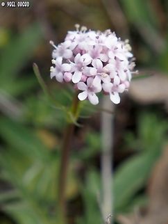 Valeriana tuberosa  Geotagged,Italy,Spring,Tuberous Valerian,Valeriana tuberosa