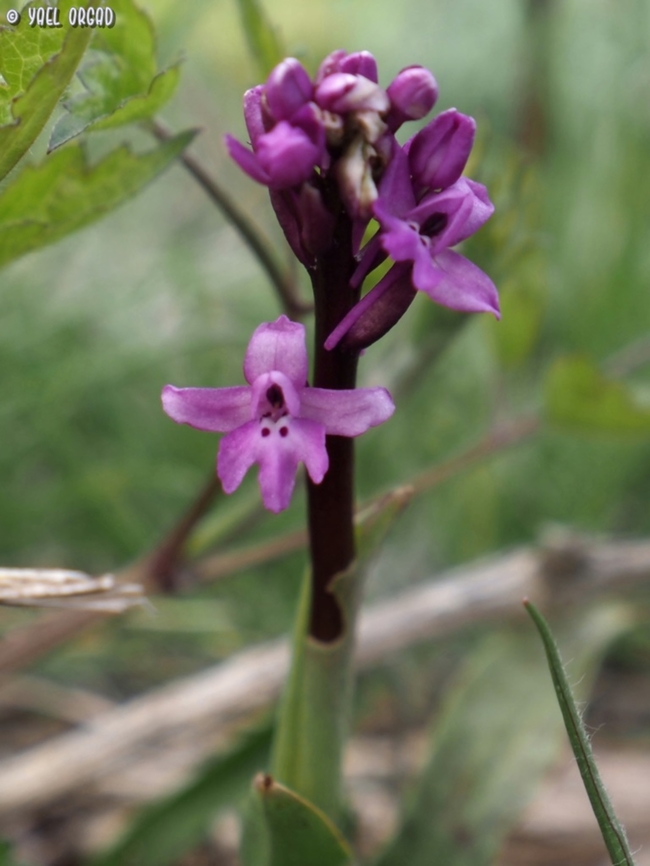 Orchis quadripunctata  Four-spotted orchis,Geotagged,Italy,Orchis quadripunctata,Spring