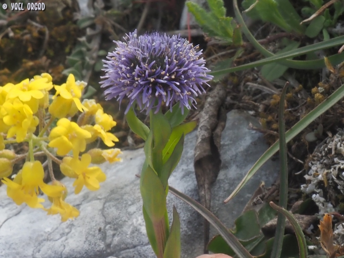 Globularia bisnagarica  Common ball flower,Geotagged,Globularia bisnagarica,Italy,Spring