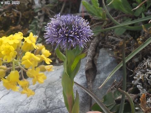 Globularia bisnagarica  Common ball flower,Geotagged,Globularia bisnagarica,Italy,Spring